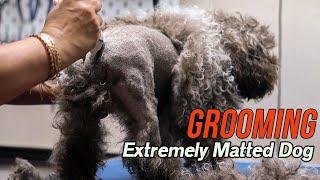 Grooming an EXTREMELY matted dog [upl. by Anayi]