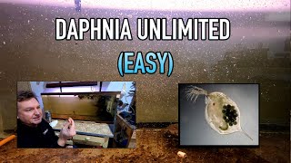 How I Raise Daphnia Water Fleas And You Can Too [upl. by Ayana]