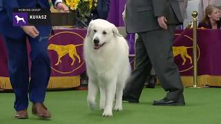 Kuvasz  Breed Judging 2019 [upl. by Brittney110]