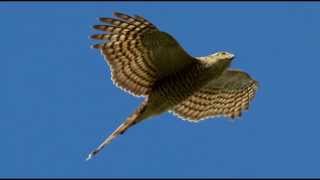 Sparrowhawk Bird Call Bird Song [upl. by Larissa]