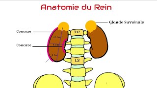 Anatomie du Rein [upl. by Anielram]