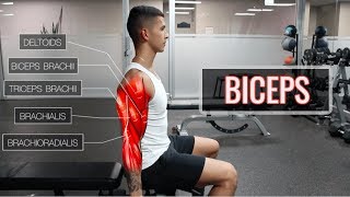 The Best ScienceBased Bicep Workout  ARMS Part 12 [upl. by Gipps]