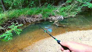 Action Packed Small Creek Fishing [upl. by Clary]