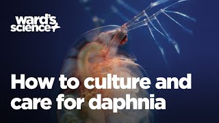 Caring and Culturing for Daphnia [upl. by Vaish998]