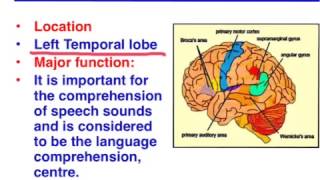 Brocas area vs Wernickes area  VCE Psychology [upl. by Aim]