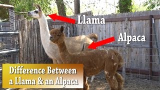 Llama vs Alpaca  Whats the difference [upl. by Orlena]