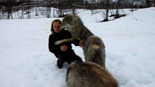 Reunion between Anita and the wolves [upl. by Nalda]