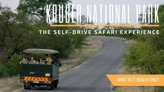 What Its Like to Safari at Kruger National Park in South Africa  A Travel Guide [upl. by Clotilde]