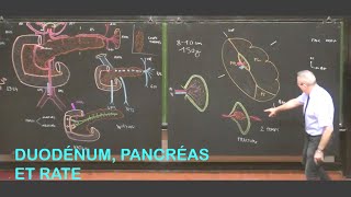 Anatomie du duodénum pancréas et rate Abdomen 2 [upl. by Sherie]