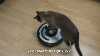 Cat shows HOW TO use iRobot Roomba Vacuum [upl. by Whitver]