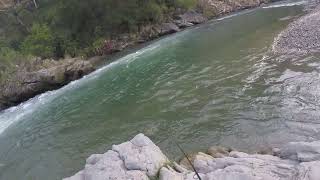 Golden Mahseer [upl. by Utir]