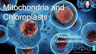 Mitochondria and Chloroplasts [upl. by Enyallij403]