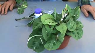 Propagating Maranta Prayer Plant The Plant Farm® [upl. by Yecak730]