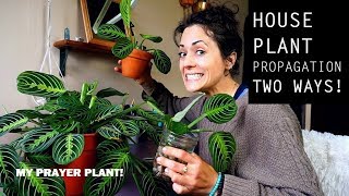 Houseplant Propagation  My Prayer Plant [upl. by Aikemet]