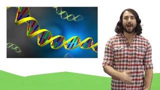 Nucleic Acids DNA and RNA [upl. by Hanfurd]