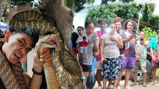 MAMAW SA LAKI NG KING COBRA SA TAGKAWAYAN QUEZON PTAY SA TKLAW [upl. by Pryce]