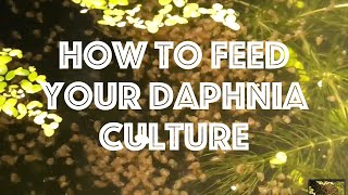 How To Feed Your Daphnia Culture [upl. by Edeline]