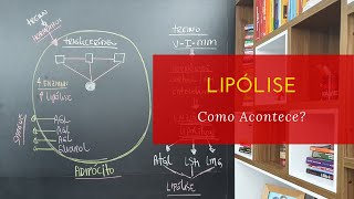 Como Acontece a Lipólise Metabolismo de Gordura [upl. by Jolie459]