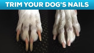 How to Cut Your Dogs Nails at Home STEP BY STEP AND TIPS [upl. by Annaes]