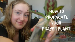 How To Propagate Your Prayer Plant  Red Maranta Propagation [upl. by Shetrit899]