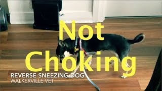 Reverse Sneezing Chihuahua [upl. by Aisat113]