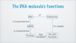 DNA – Structure and function [upl. by Hekker356]