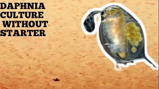 HOW TO CULTURE DAPHNIA NATURALLY WITHOUT A STARTER [upl. by Lednic89]