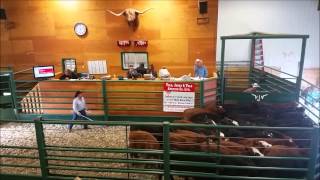 1300 calves from North West Cattle Company Sell in 35 Minutes at VJV Dawson Creek [upl. by Irami]