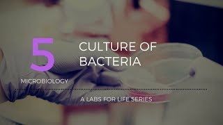 Culture of Bacteria [upl. by Alvy]