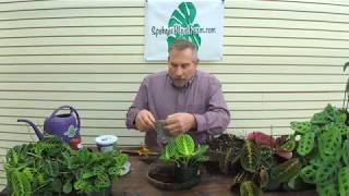 How To Propagate a Prayer Plant Maranta The Plant Farm® [upl. by Dania]