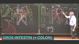 Anatomie du gros intestin colon Abdomen 7 [upl. by Ottie]