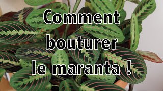 Comment bouturer le maranta   Vertbobo [upl. by Orsa]