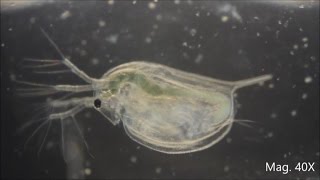 Daphnia magna under the Microscope [upl. by Hillier678]