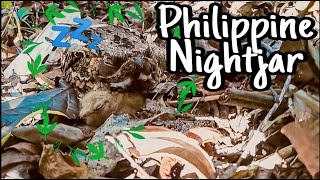 Philippine Nightjar or Tagolilong spotted in Tubigon Bohol [upl. by Pani]