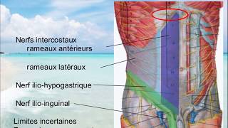 Vascularisation et innervation PAROI DE LABDOMEN [upl. by Anirbes]