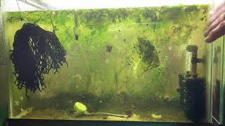 Scuds Daphnia Cherry Shrimp Copepods My aquatic food culture [upl. by Lamaaj447]