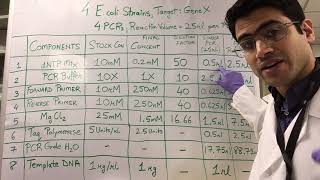 How To PCR Calculations [upl. by Ahsitnauq]