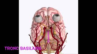 Système nerveux  Vascularisation encéphale [upl. by Ahsier]