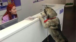 Even Dogs Know About Wellness Wednesday 🤣 Funny Dog’s Reaction at Vet [upl. by Dnaletak217]