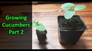 How To Grow Cucumbers Part 2  Replanting [upl. by Lednam]