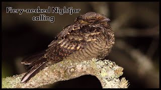 Fiery necked Nightjar calling [upl. by Atilrahc]