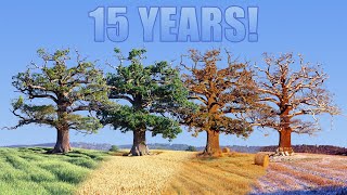 15 year Time lapse of old Oak tree [upl. by Nyletak285]