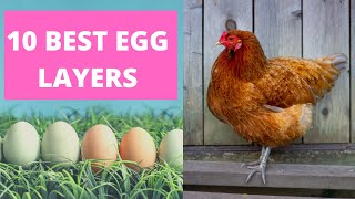 BEST CHICKENS FOR LAYING EGGS [upl. by Laks]