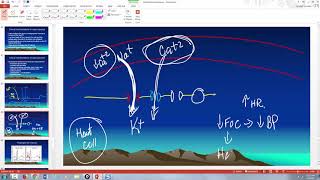 Hypocalcemia and Hypercalcemia [upl. by Bust]