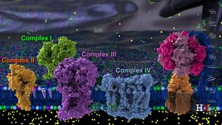 Electron transport chain [upl. by Odragde]