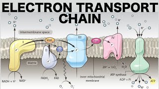 Electron Transport Chain Oxidative Phosphorylation [upl. by Maril358]