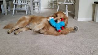 Golden Retriever Plays With Squeaky Toy  Oshies World [upl. by Alley]