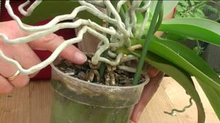 How to Grow Orchids [upl. by Eupheemia]