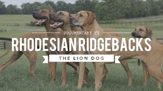 ALL ABOUT RHODESIAN RIDGEBACKS THE AFRICAN LION HUNTING DOG [upl. by Irod]