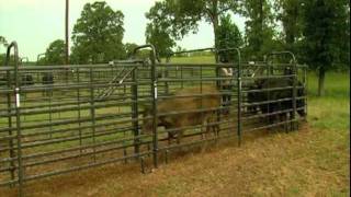 Priefert Medium Cattle Working Systems [upl. by Aisyat]